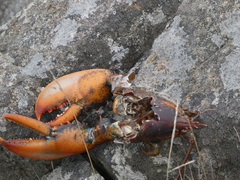 Homarus americanus