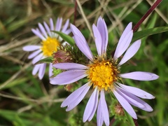Eurybia surculosa