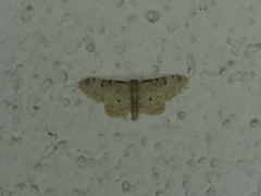 Idaea filicata