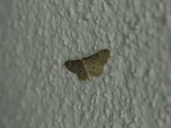 Idaea filicata