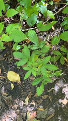 Agrimonia gryposepala