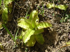 Pinguicula grandiflora