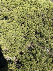 Juniperus sabina