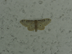 Idaea filicata