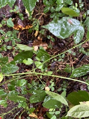 Neolasioptera farinosa