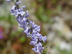 Anarrhinum bellidifolium
