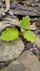 Solanum stellatiglandulosum
