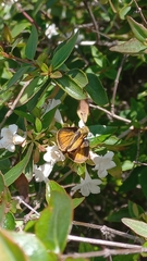 Polites vibex praeceps