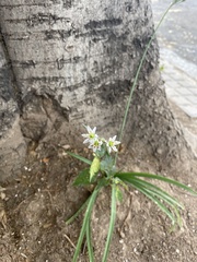 Allium triquetrum