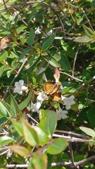 Polites vibex praeceps