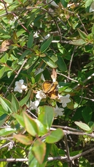 Polites vibex praeceps