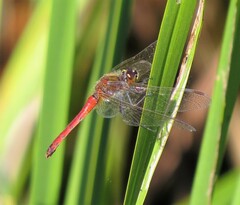 Sympetrum depressiusculum