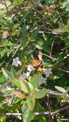 Polites vibex praeceps