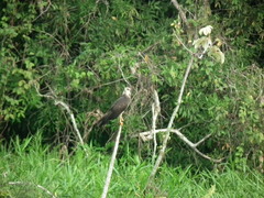 Rostrhamus sociabilis sociabilis