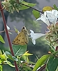 Polites vibex praeceps