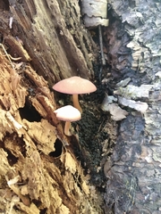 Volvariella bombycina