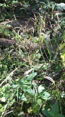 Elymus virginicus
