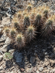 Echinocereus engelmannii engelmannii