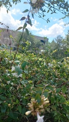 Polites vibex praeceps