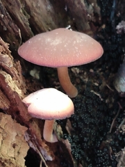 Volvariella bombycina
