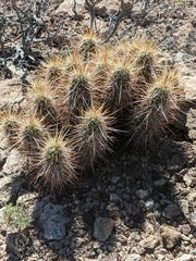 Echinocereus engelmannii engelmannii