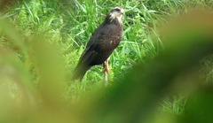 Rostrhamus sociabilis sociabilis