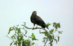 Rostrhamus sociabilis sociabilis