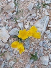 Sternbergia lutea
