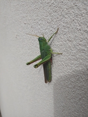 Schistocerca shoshone