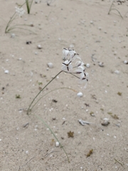 Leucocoryne appendiculata