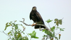 Rostrhamus sociabilis sociabilis