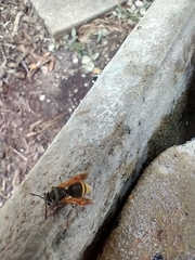 Brachygastra mellifica