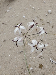 Leucocoryne appendiculata