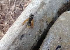 Brachygastra mellifica