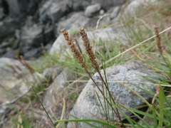 Plantago maritima