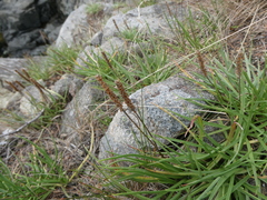 Plantago maritima