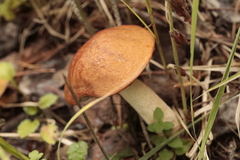 Leccinum albostipitatum