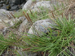 Plantago maritima