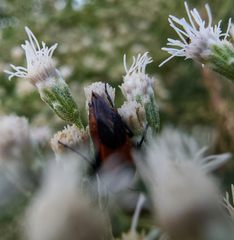 Eupatorium serotinum