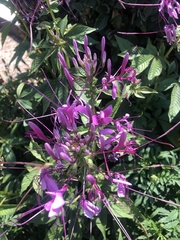 Cleome houtteana