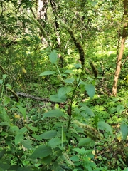 Agastache scrophulariifolia