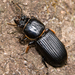 Horned Passalus Beetle - Photo (c) cyric, some rights reserved (CC BY-NC-SA), uploaded by cyric