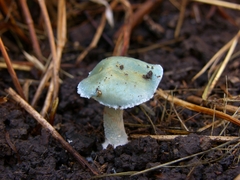 Stropharia aeruginosa