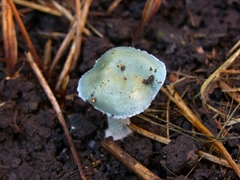 Stropharia aeruginosa