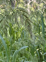 Zizaniopsis miliacea