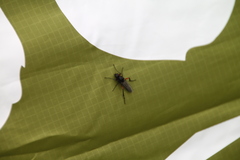 Bibio pomonae