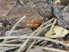 Dysdera