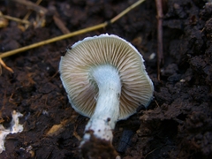 Stropharia aeruginosa