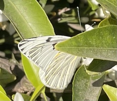 Tatochila