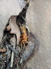 Dysdera